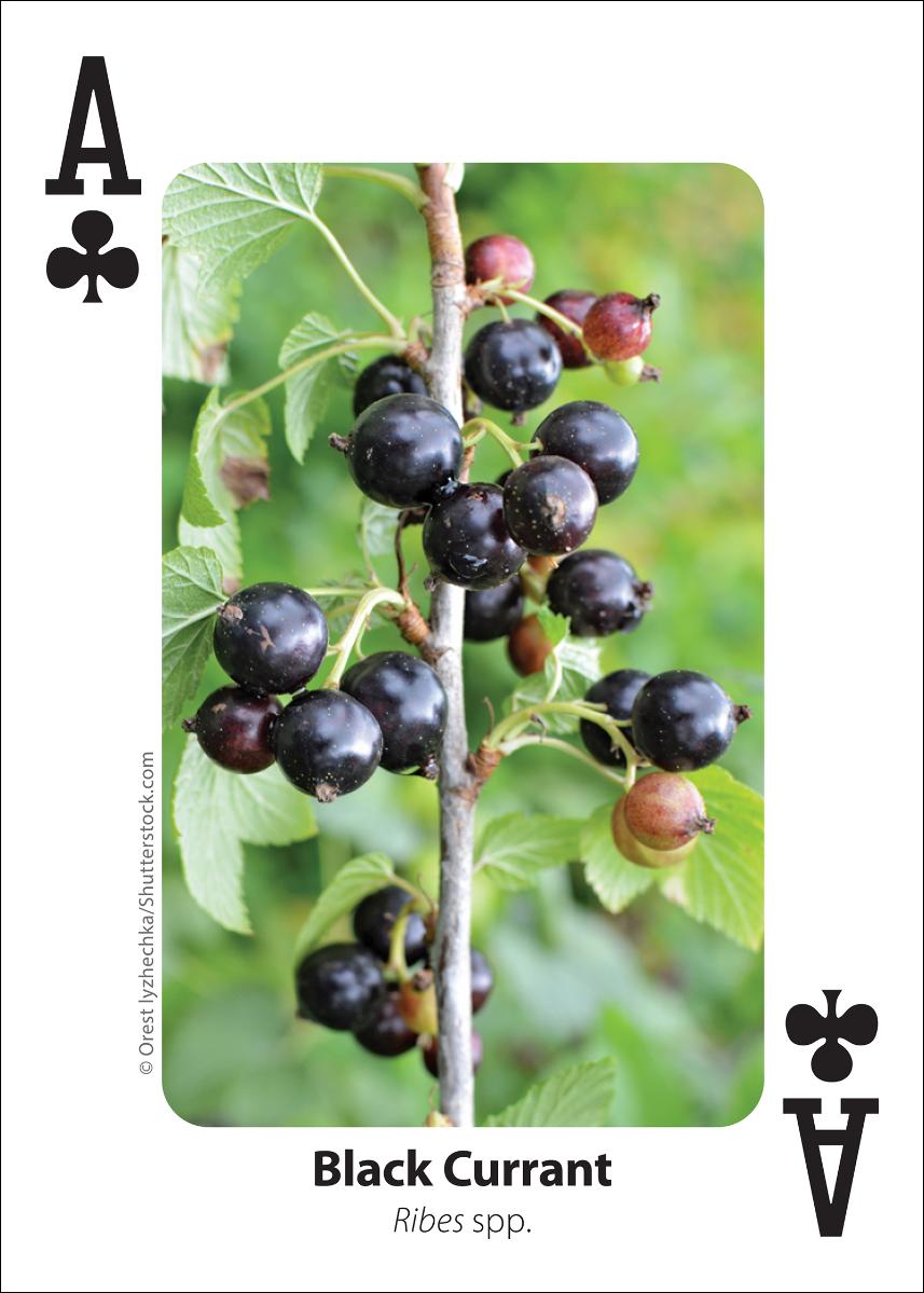 Foraging Playing Cards
