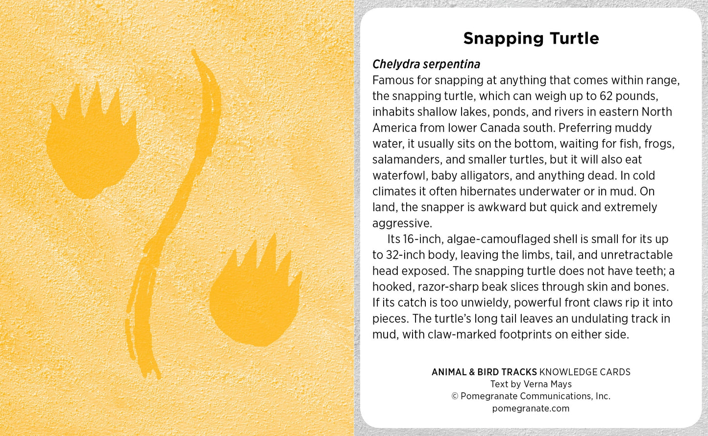 Animal & Bird Tracks: A Handy Reference For the Outdoor Detective Knowledge Cards