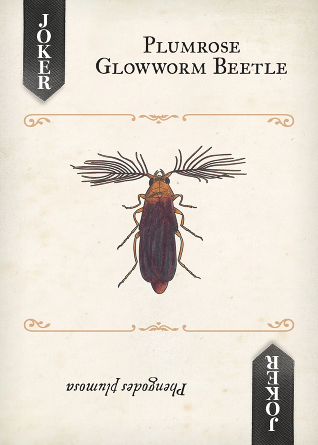 Beetles Playing Cards