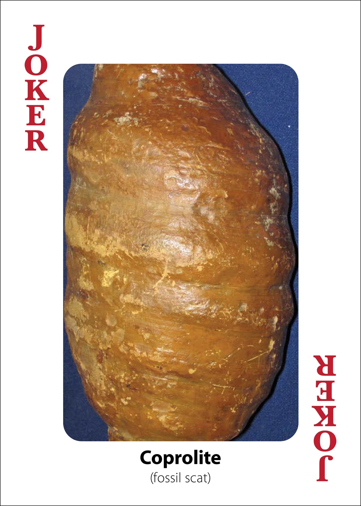 Fossils Playing Cards