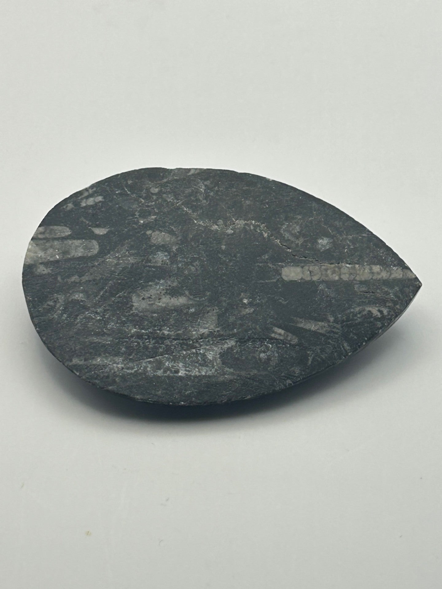 Orthoceras Fossil