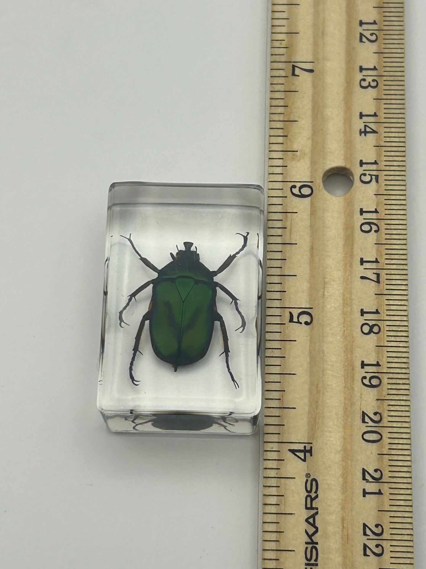 Green Chafer Beetle in Resin