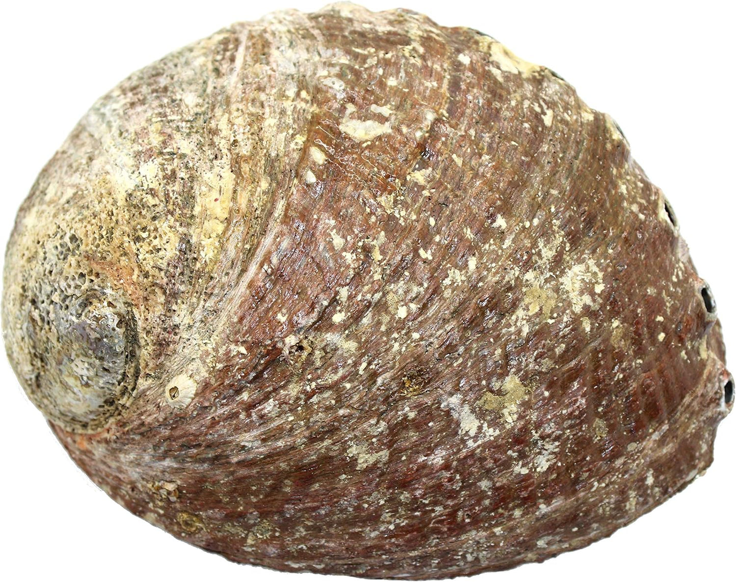 Abalone Shell 4-5"