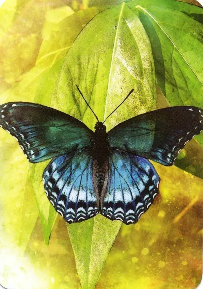 Butterfly Affirmations Cards Blue Angel