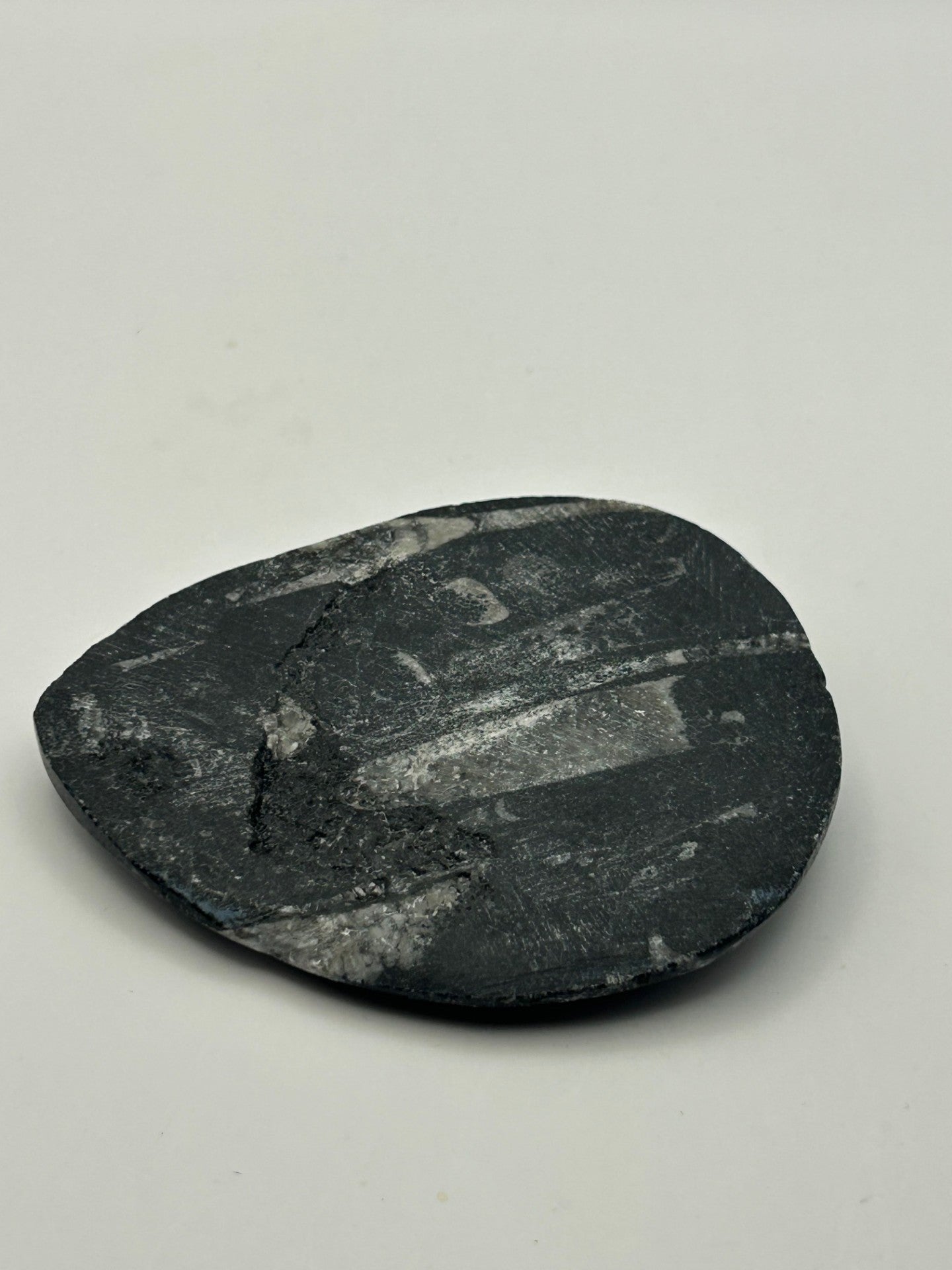 Orthoceras Fossil