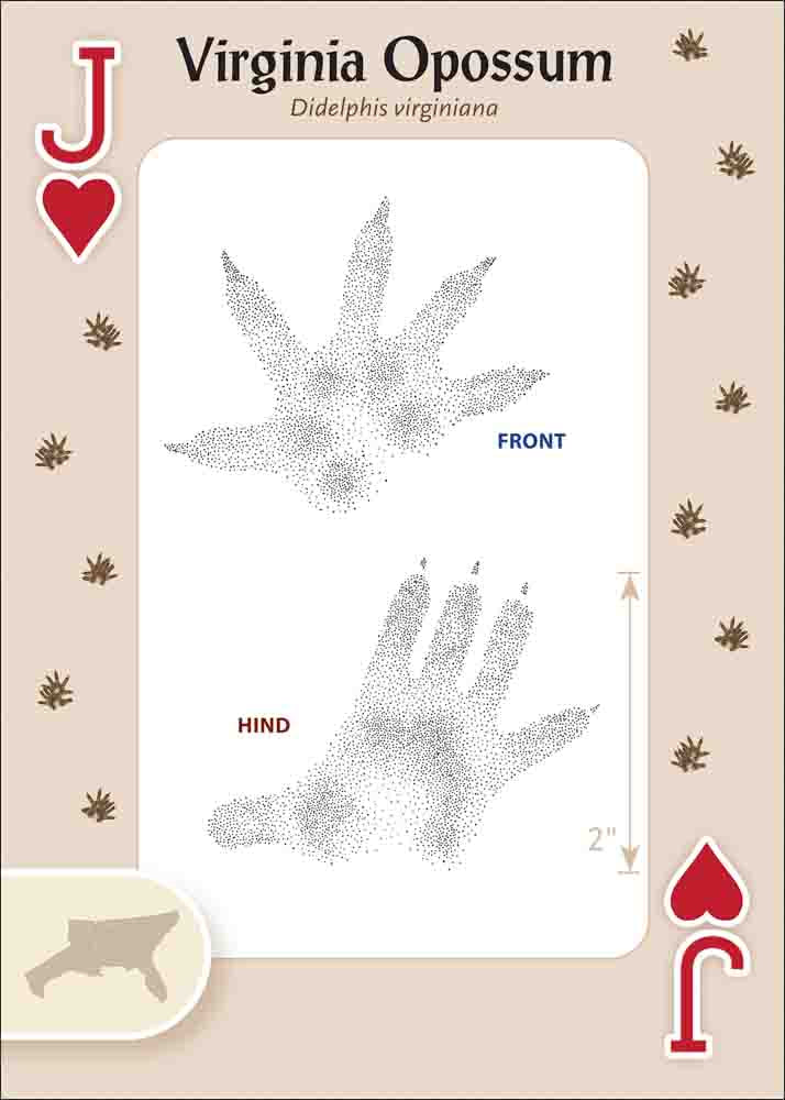 Animal Tracks of the Southeast & Gulf States Playing Cards