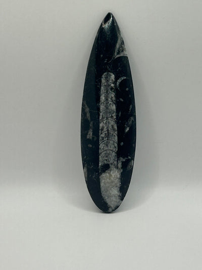 Orthoceras Fossil Spear