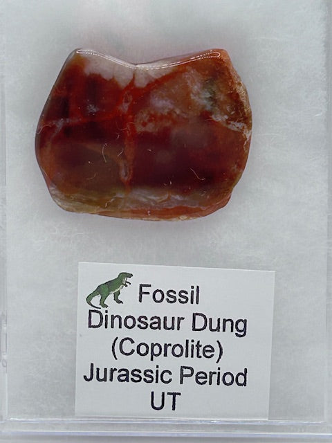 Jurassic Coprolite – Fossilized Dinosaur Dung