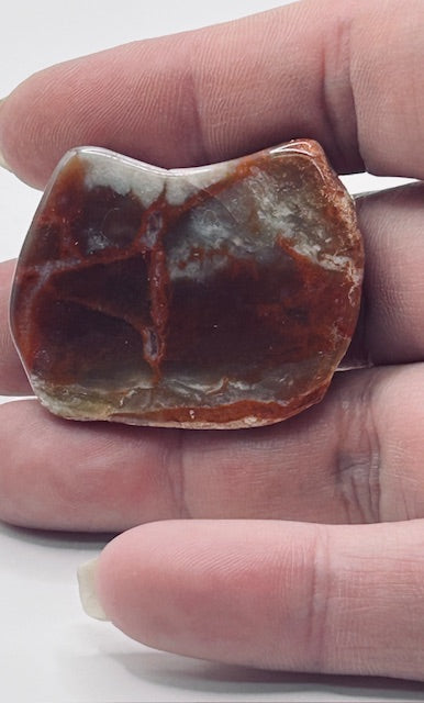Jurassic Coprolite – Fossilized Dinosaur Dung