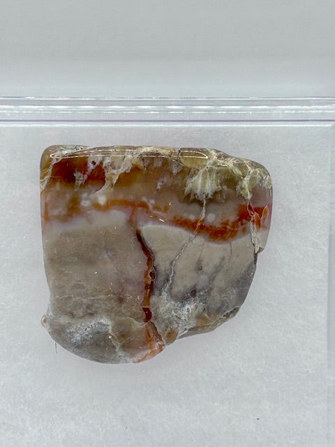 Jurassic Coprolite – Fossilized Dinosaur Dung