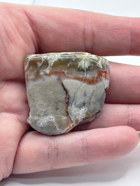Jurassic Coprolite – Fossilized Dinosaur Dung