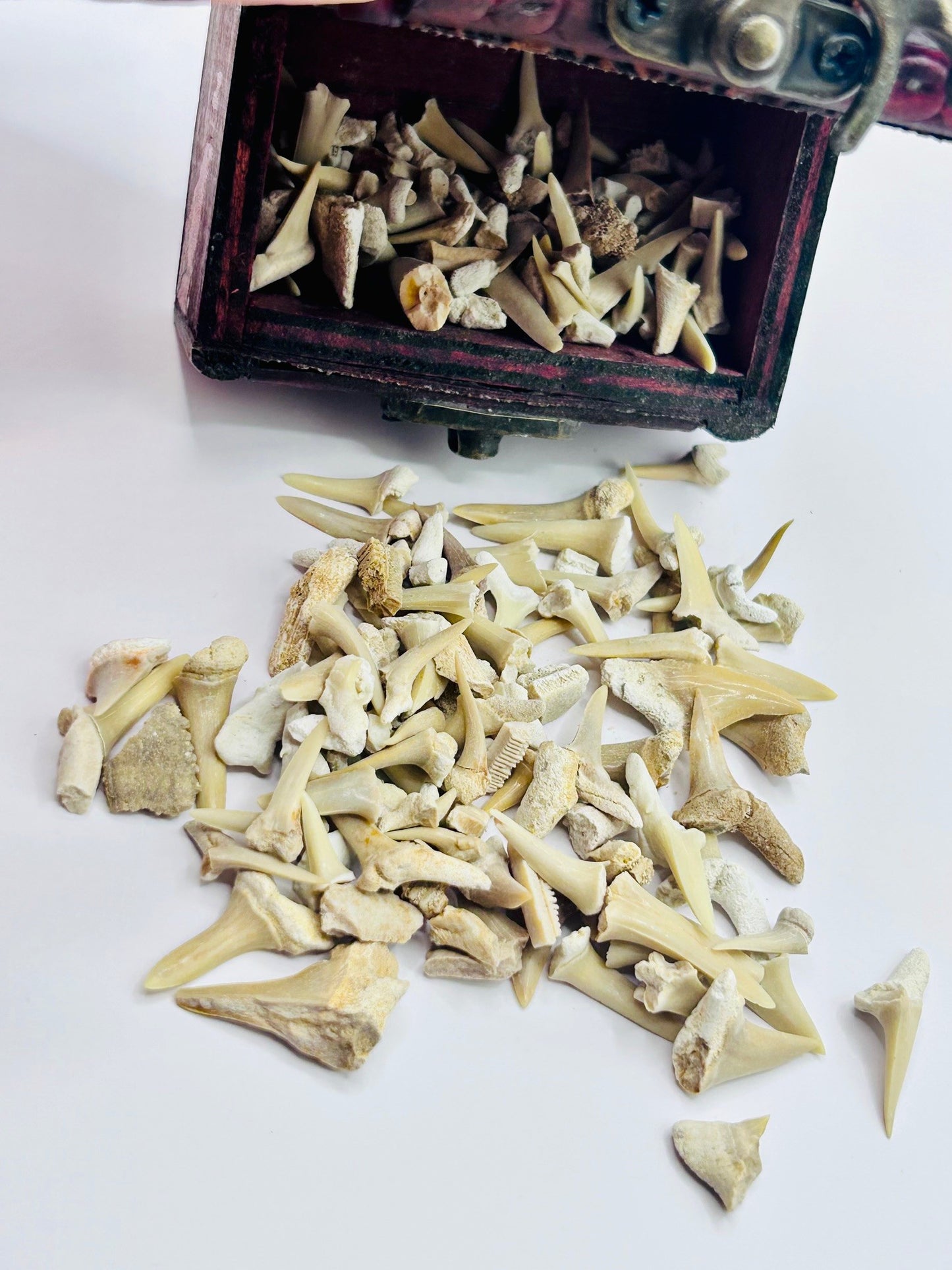 Shark Teeth & Aquatic Fossils
