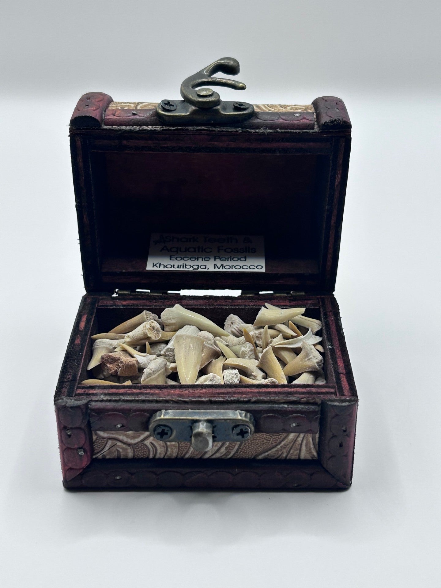 Shark Teeth & Aquatic Fossils