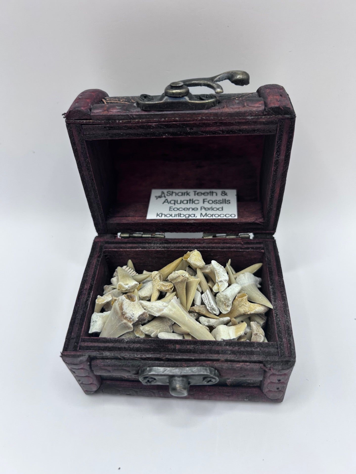 Shark Teeth & Aquatic Fossils