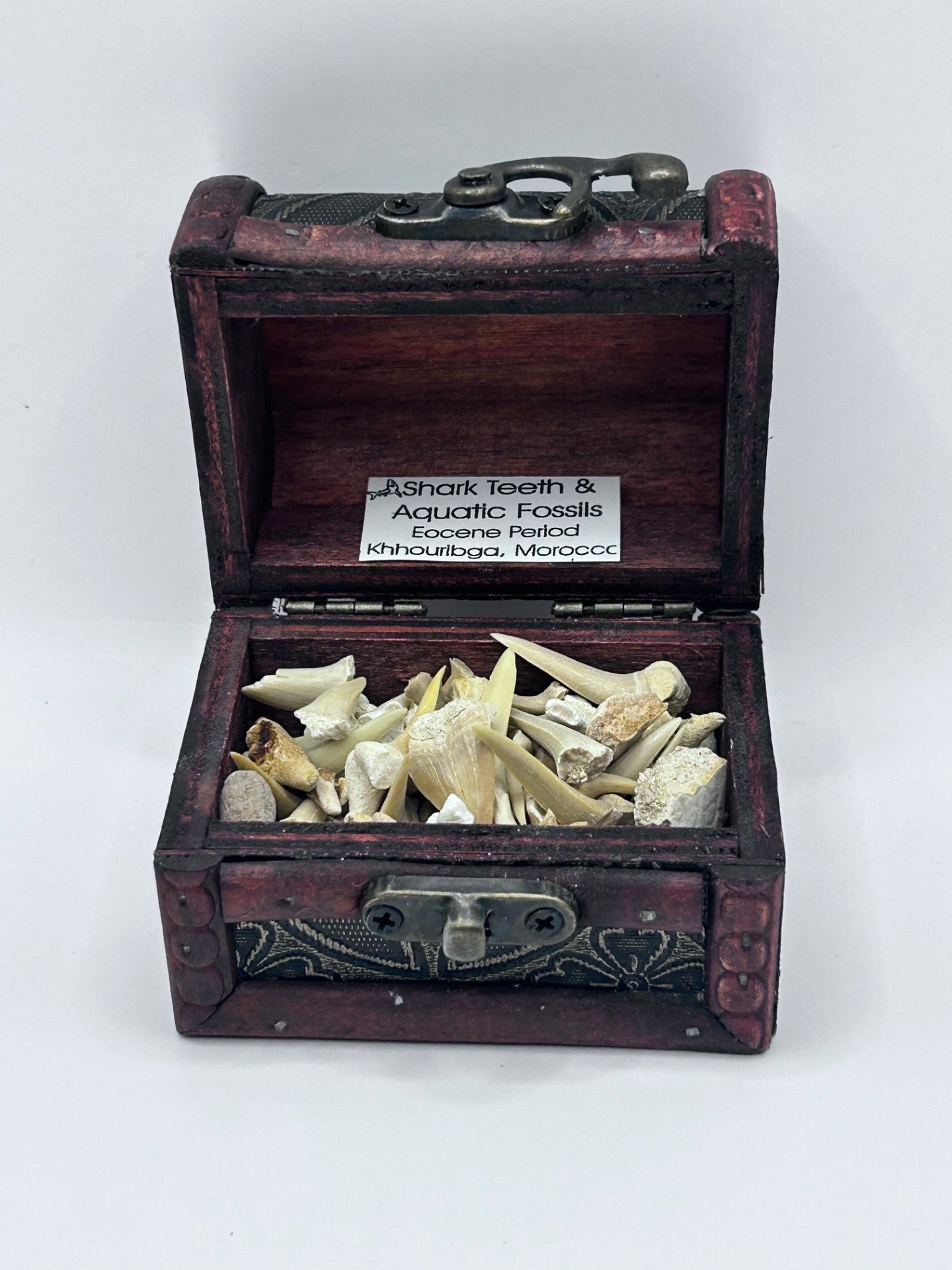 Shark Teeth & Aquatic Fossils