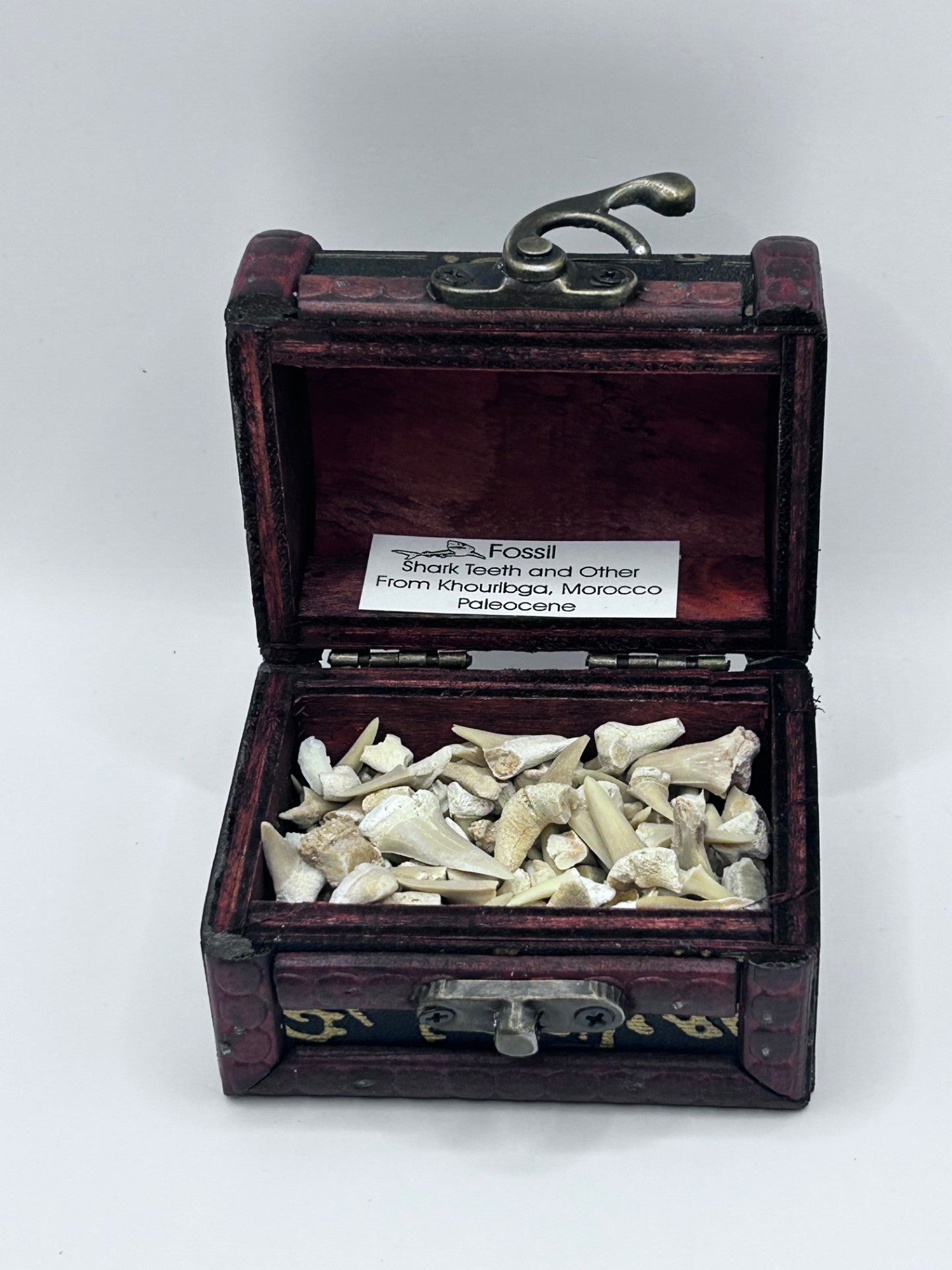 Shark Teeth & Aquatic Fossils