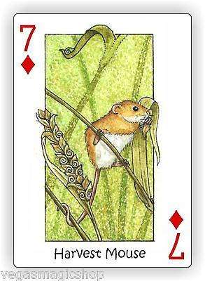 PlayingCardDecks.com-Wild Playing Cards Hidden Seek-N-Find Animals Deck