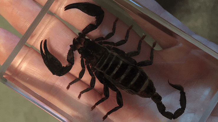 PlayingCardDecks.com-Ominous Deck - Freaky Magic Trick: Scorpion