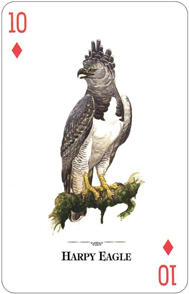 PlayingCardDecks.com-Birds of Prey of the Natural World Playing Cards USGS