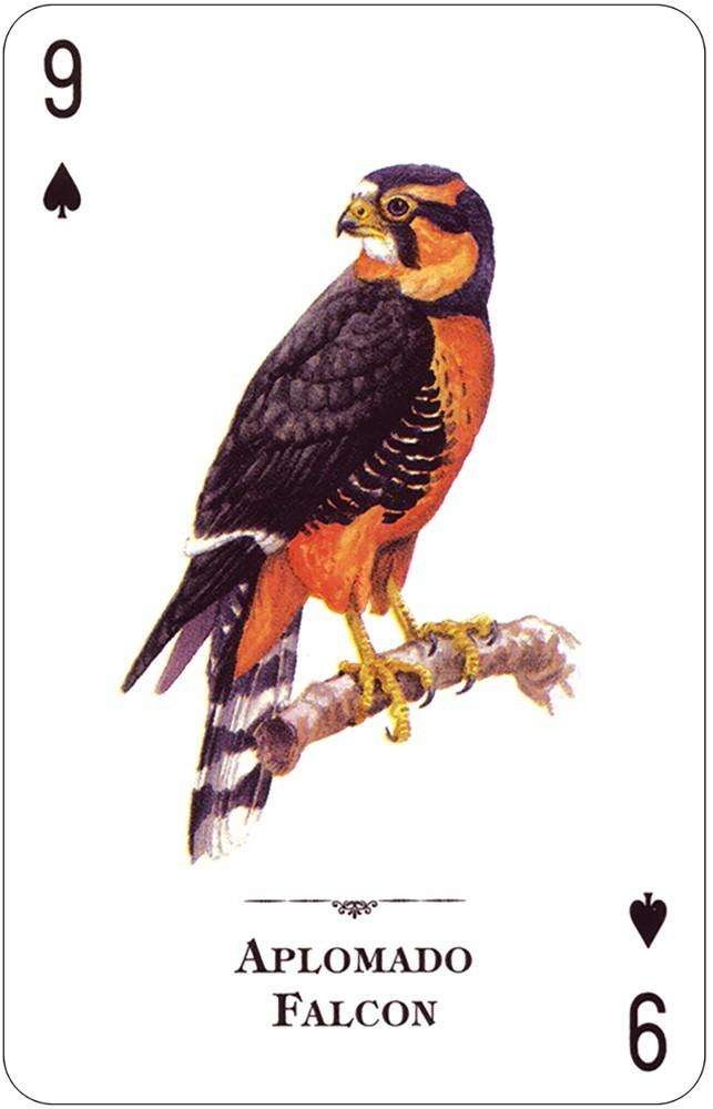 PlayingCardDecks.com-Birds of Prey of the Natural World Playing Cards USGS