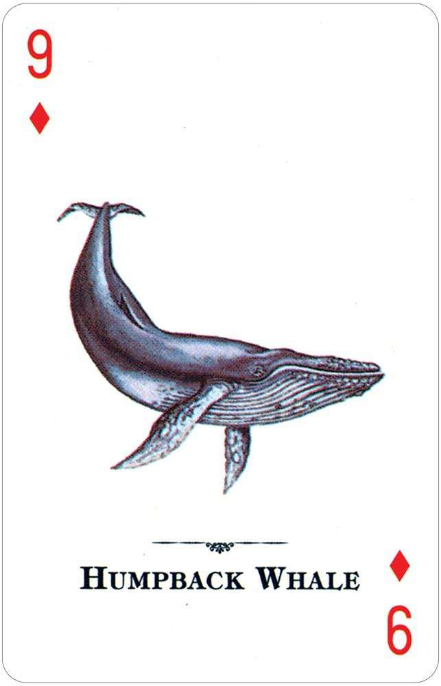 PlayingCardDecks.com-Endangered Species of the Natural World Playing Cards USGS