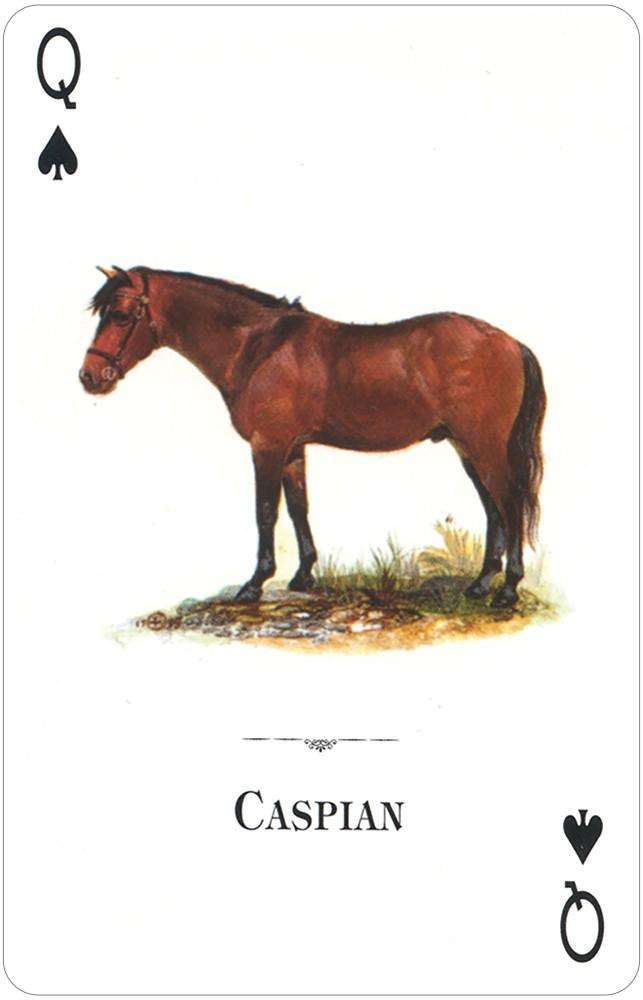 PlayingCardDecks.com-Horses of the Natural World Playing Cards USGS