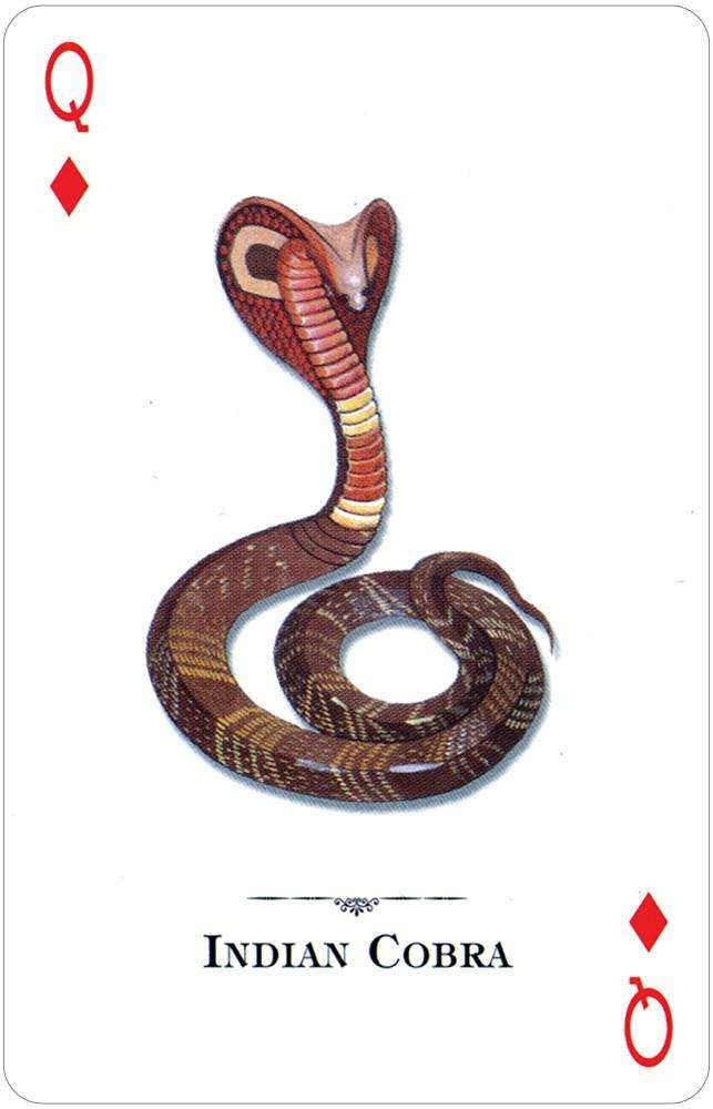 PlayingCardDecks.com-Reptiles & Amphibians of the Natural World Playing Cards USGS