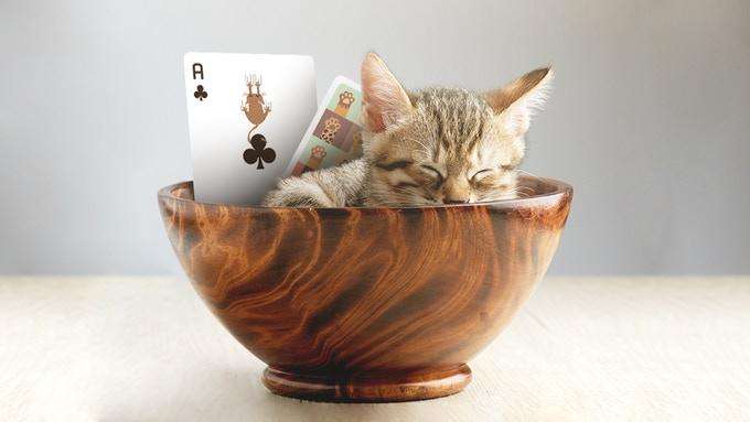 PlayingCardDecks.com-Meow Star Cat Playing Cards USPCC