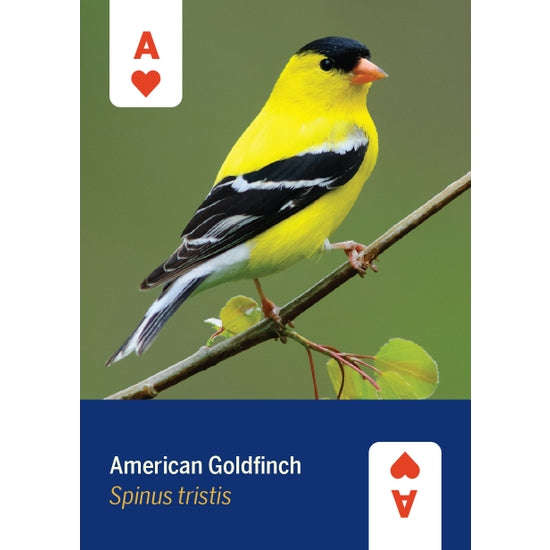 PlayingCardDecks.com-Birds of North America Playing Cards
