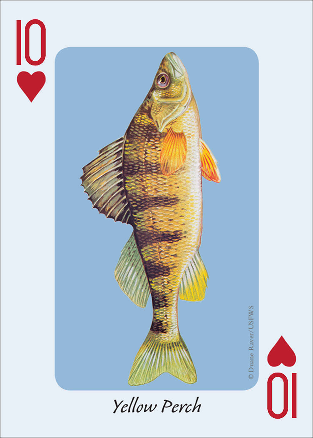 PlayingCardDecks.com-Fish of the Midwest Playing Cards