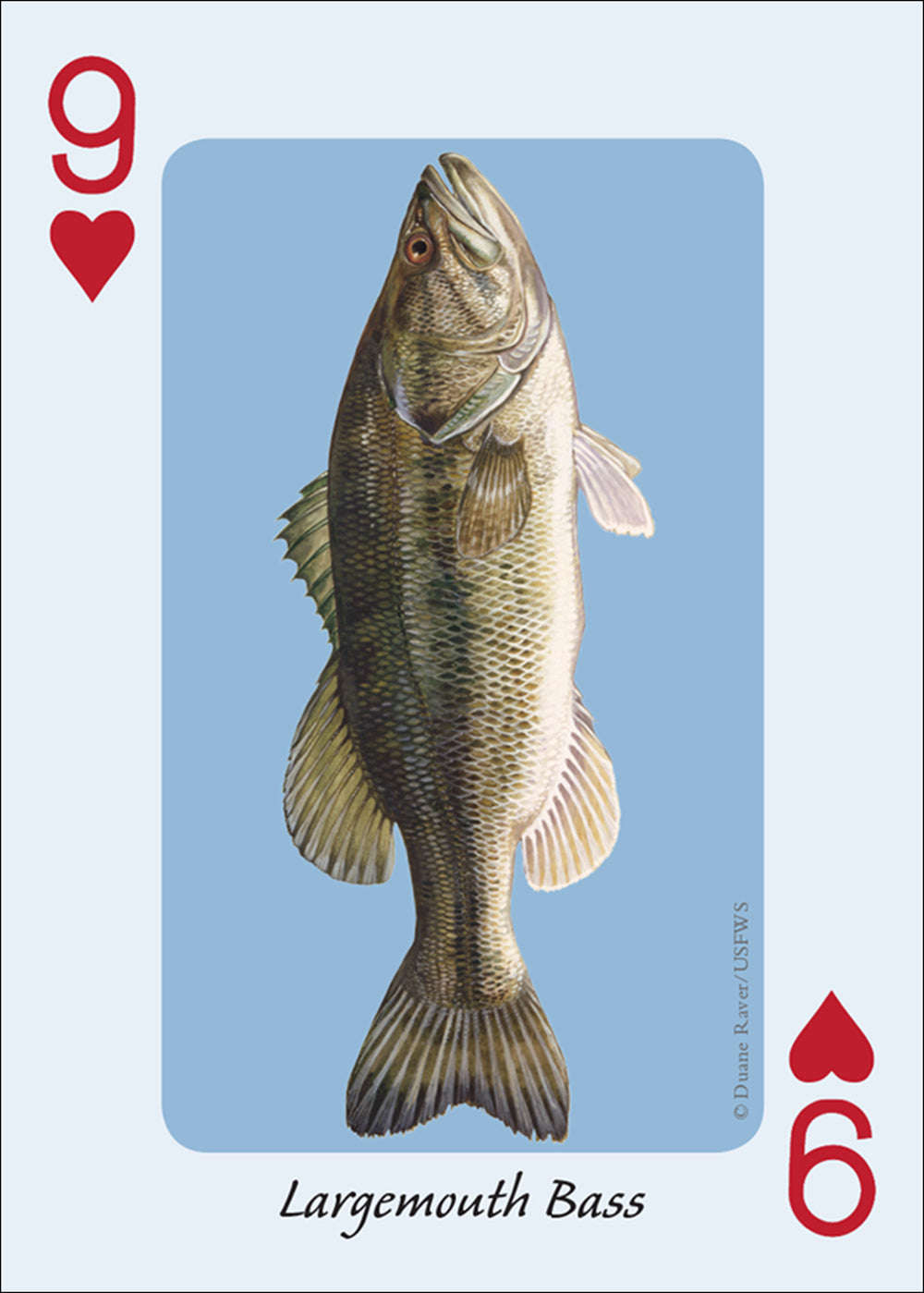 PlayingCardDecks.com-Fish of the Midwest Playing Cards