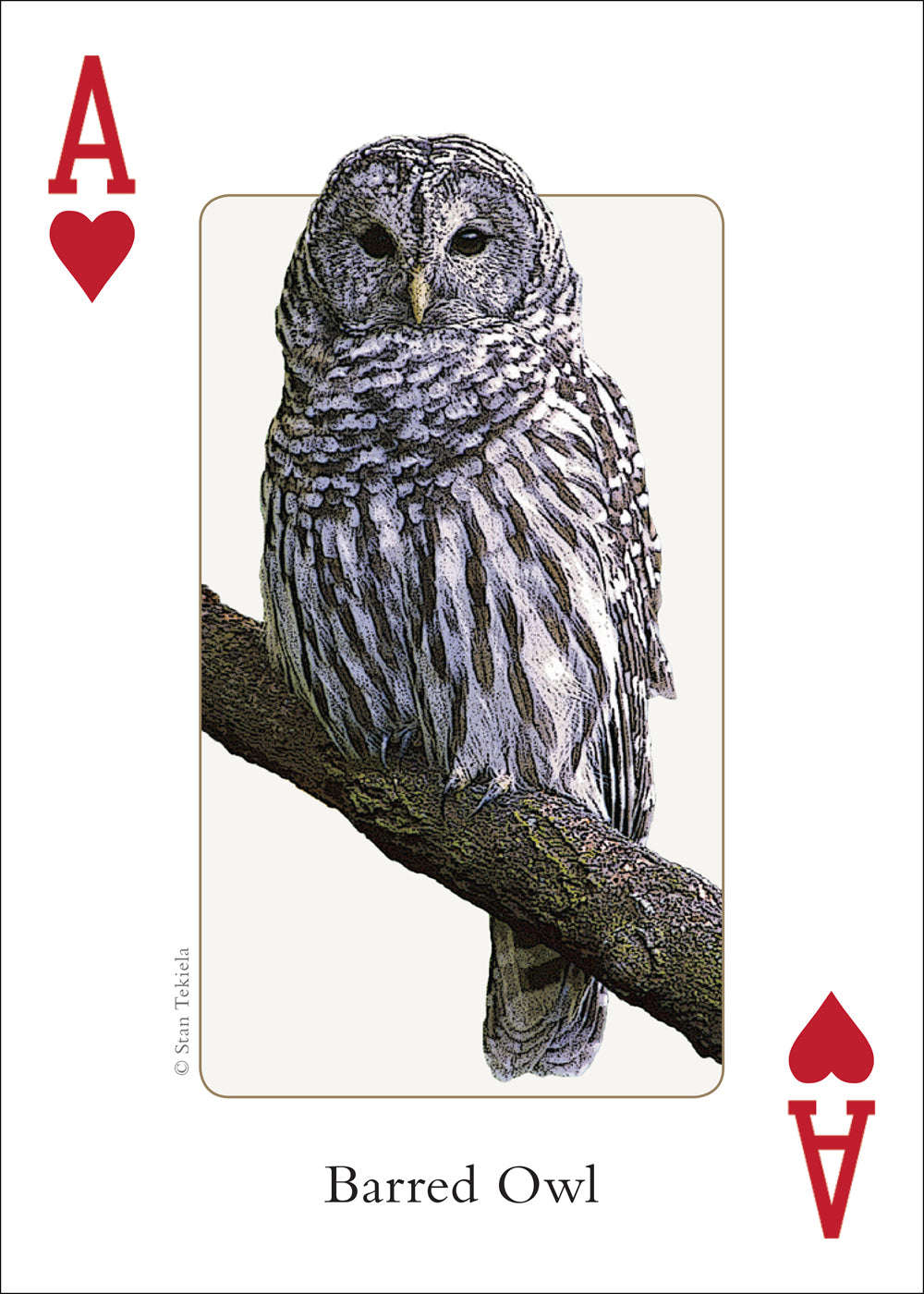 PlayingCardDecks.com-Midwest Birds Playing Cards