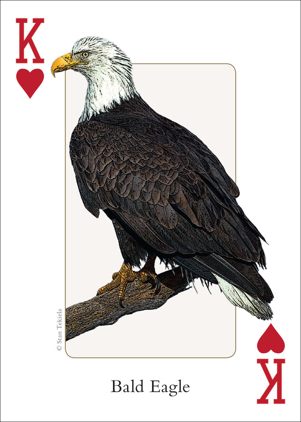 PlayingCardDecks.com-Midwest Birds Playing Cards