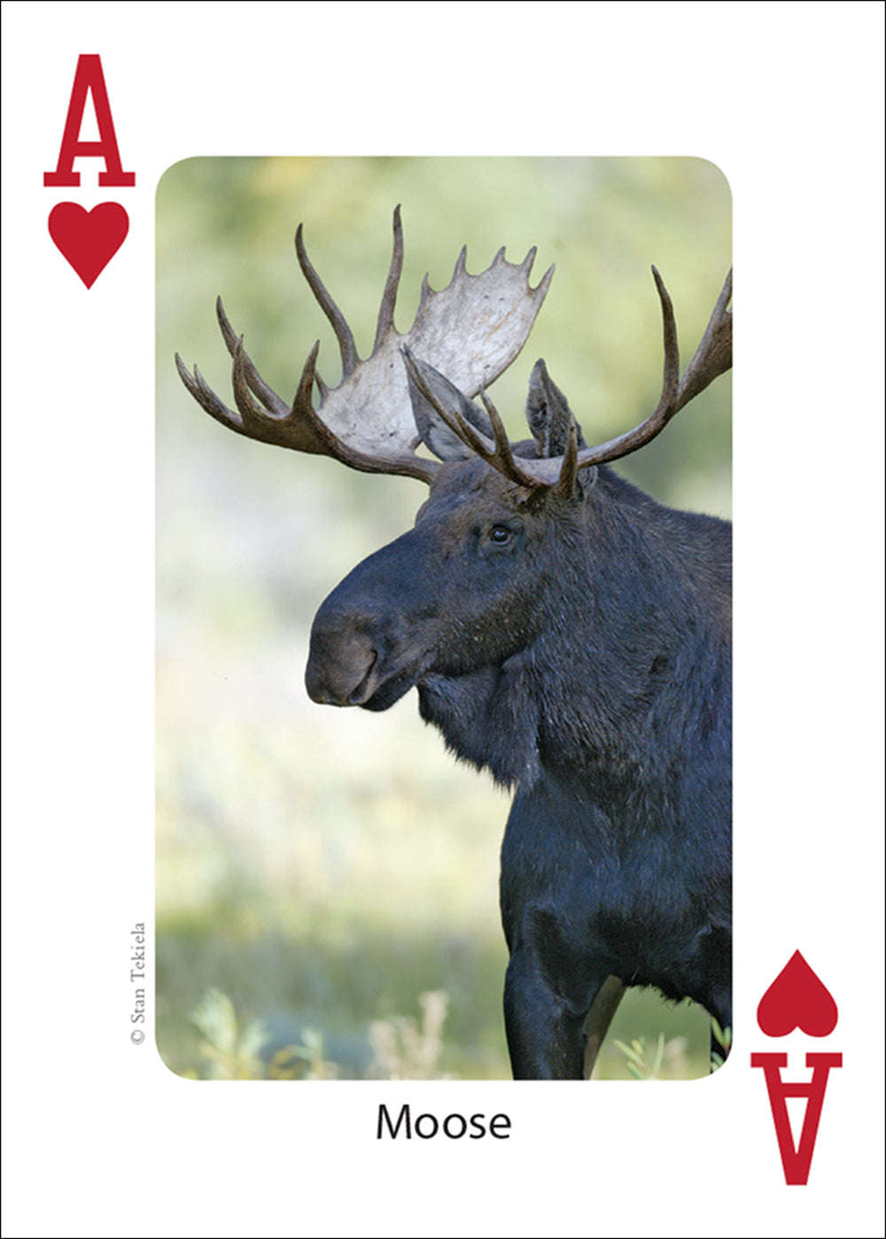 PlayingCardDecks.com-Midwest Mammals Playing Cards