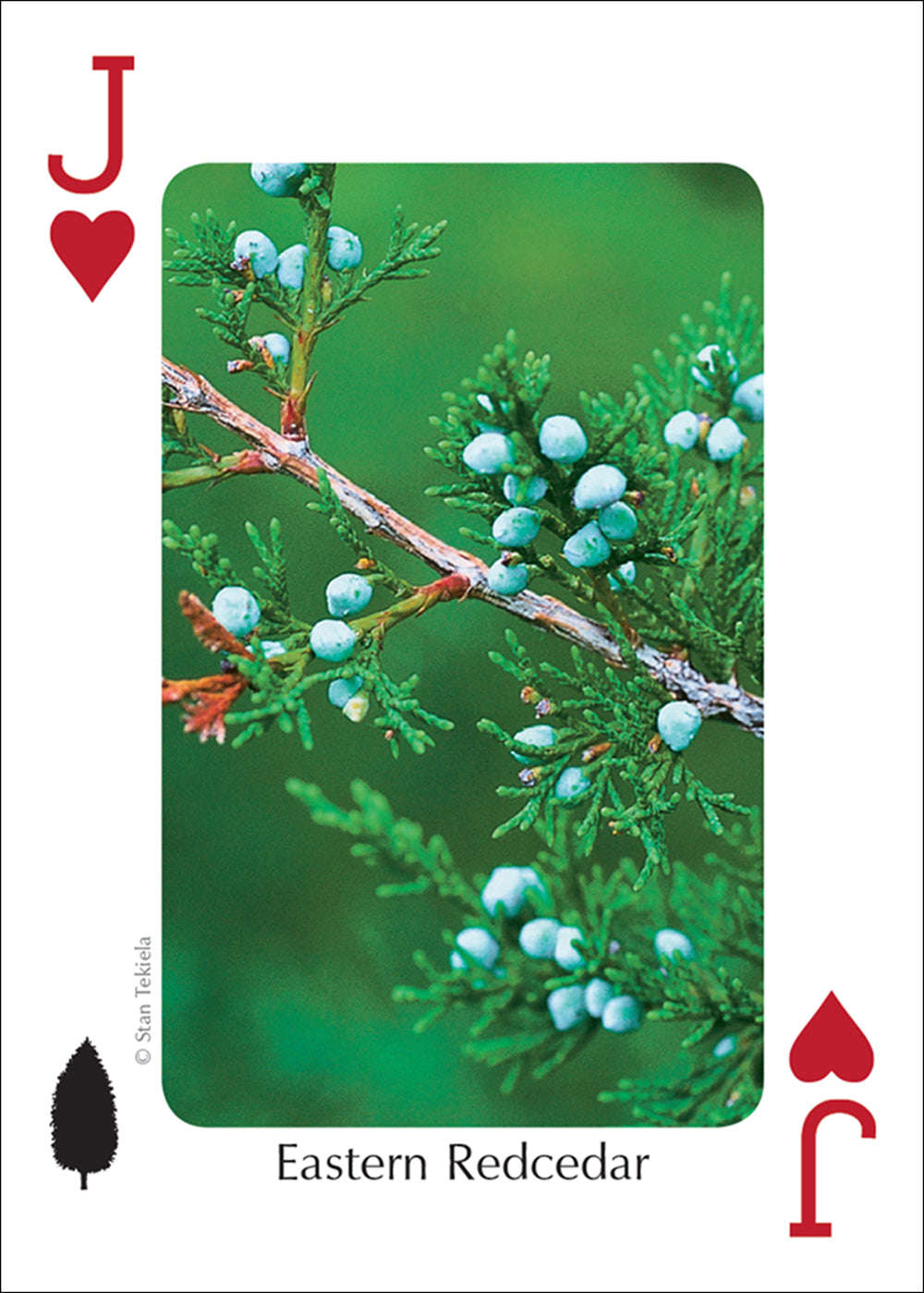 PlayingCardDecks.com-Midwest Trees Playing Cards