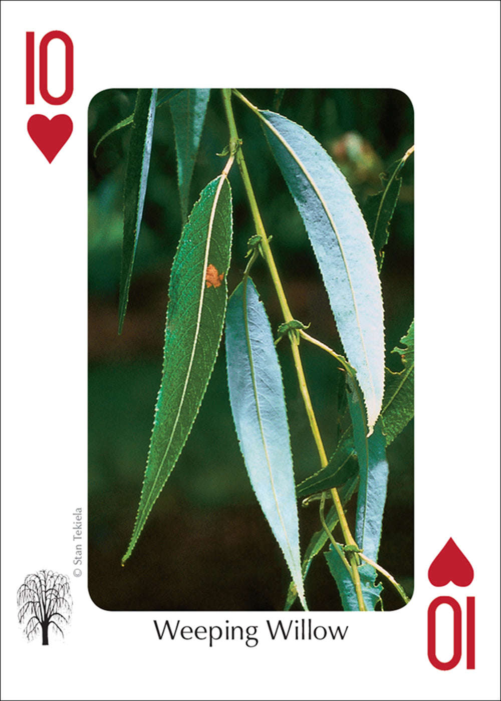 PlayingCardDecks.com-Midwest Trees Playing Cards