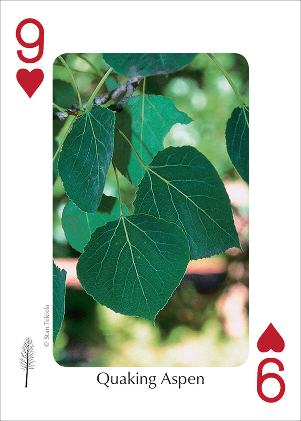 PlayingCardDecks.com-Midwest Trees Playing Cards