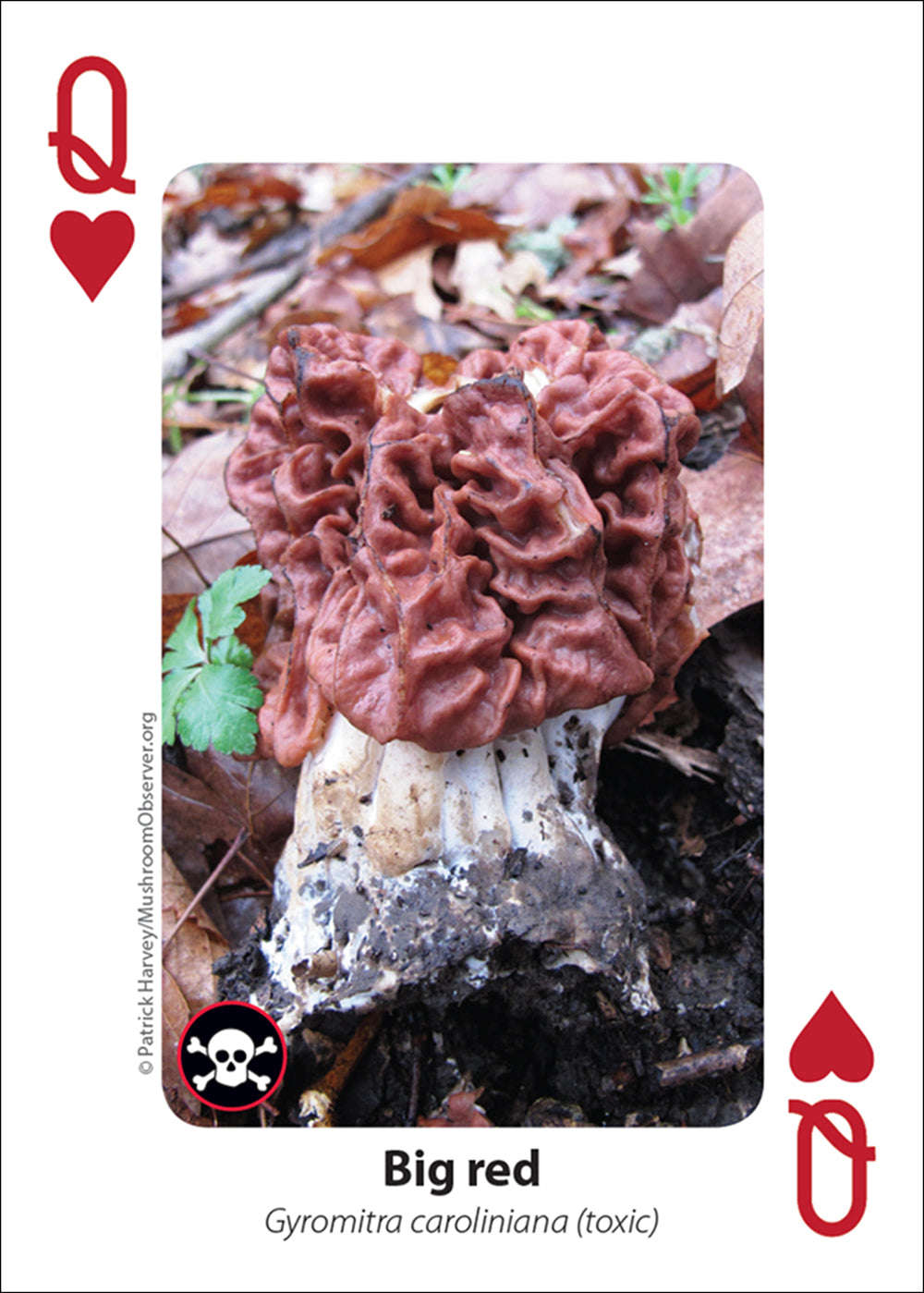 PlayingCardDecks.com-Mushrooms Playing Cards