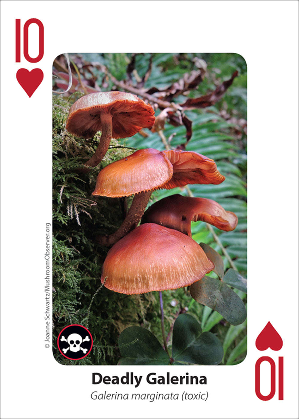 PlayingCardDecks.com-Mushrooms Playing Cards