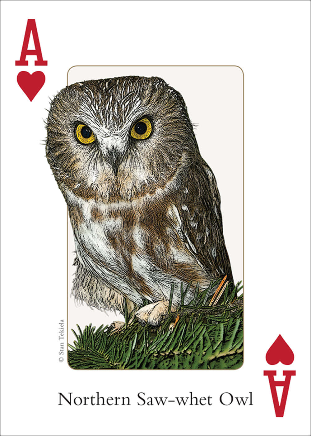PlayingCardDecks.com-Northeast Birds Playing Cards