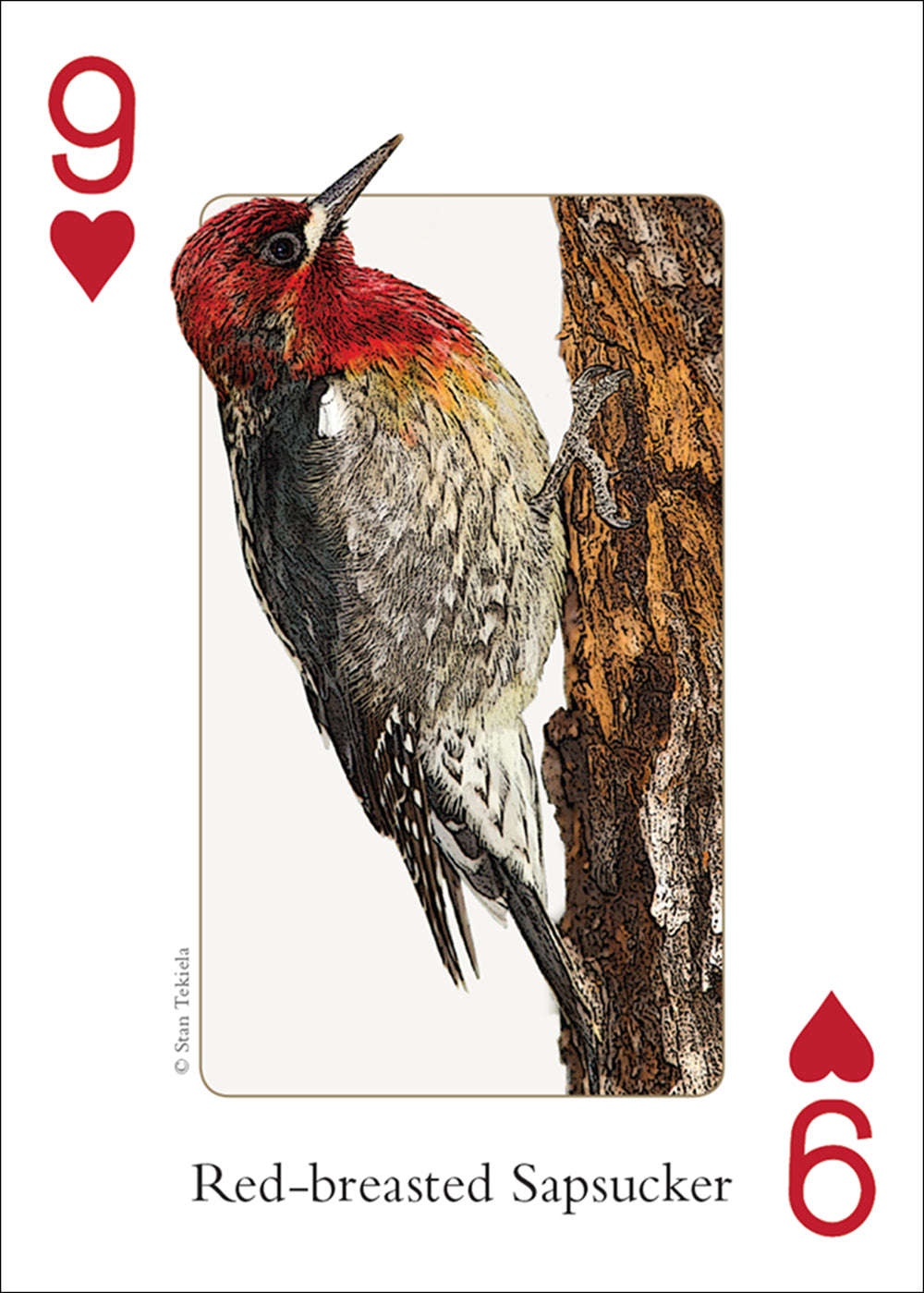 PlayingCardDecks.com-Northwest Birds Playing Cards