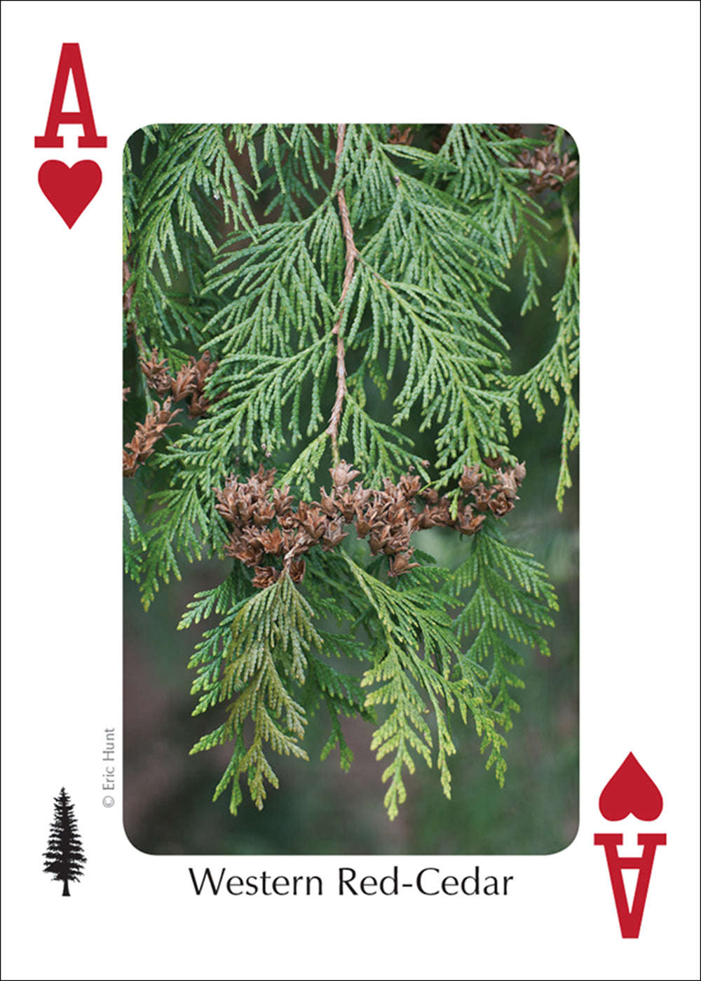 PlayingCardDecks.com-Northwest Trees Playing Cards