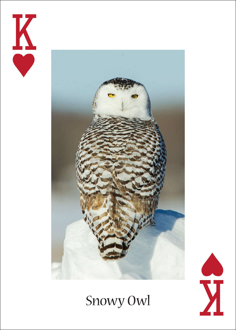 PlayingCardDecks.com-Owls Playing Cards