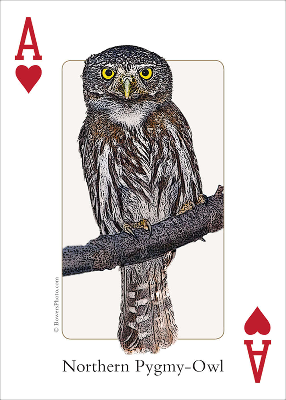 PlayingCardDecks.com-Rocky Mountain Birds Playing Cards
