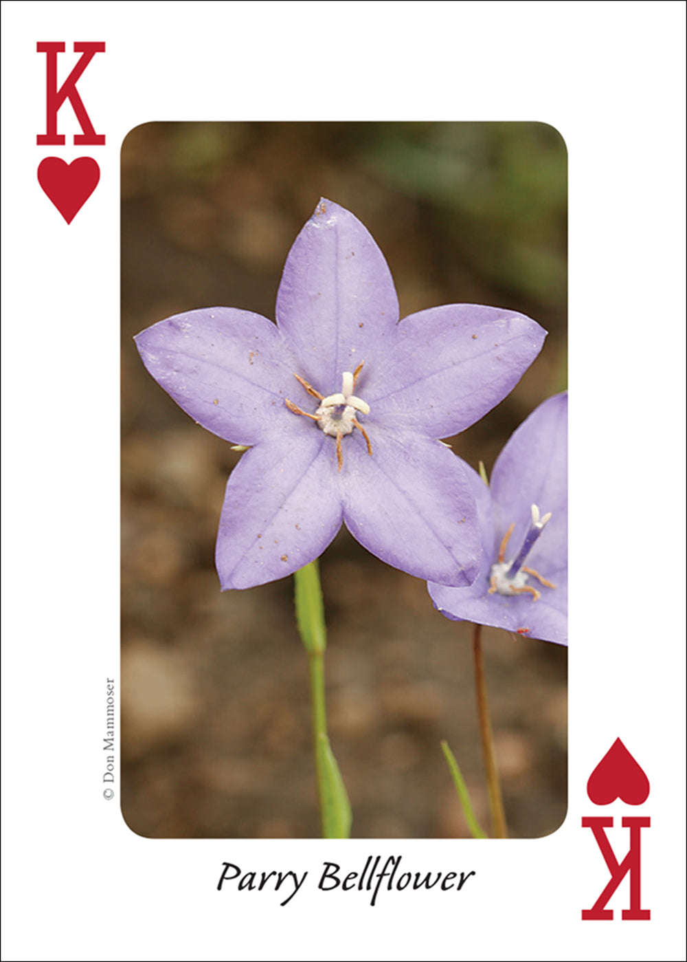 PlayingCardDecks.com-Rocky Mountain Wildflowers Playing Cards
