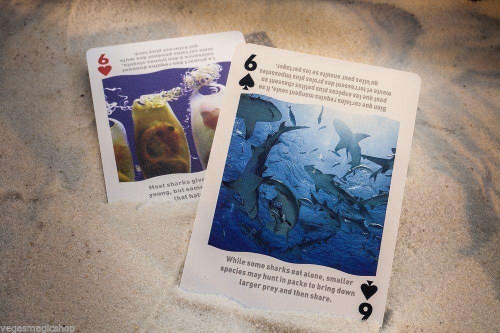 PlayingCardDecks.com-Sharks Bicycle Playing Cards Bilingual Box Edition