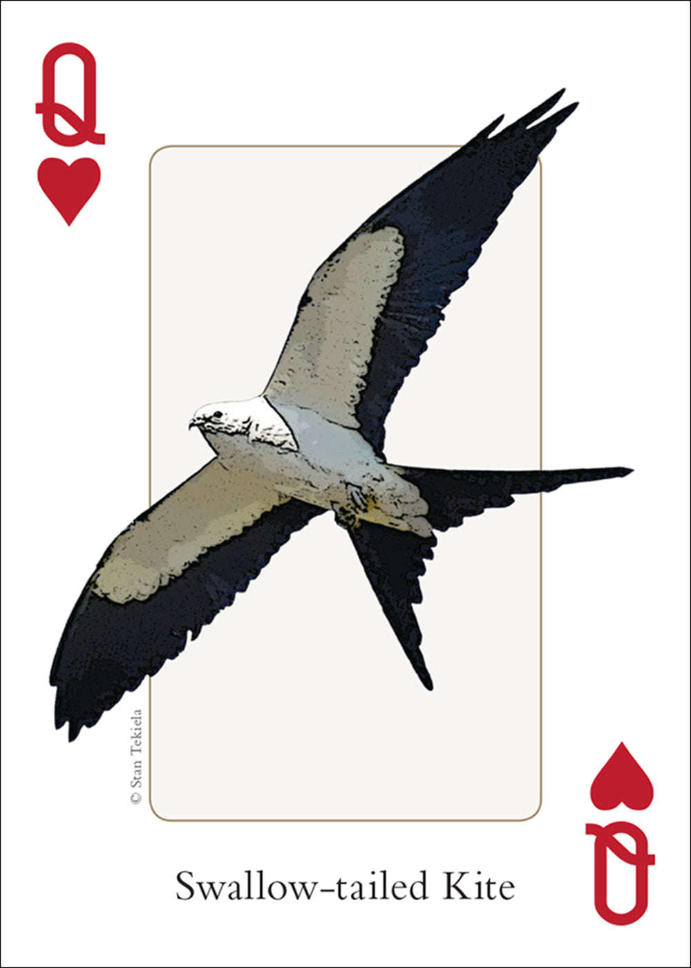 PlayingCardDecks.com-Southeast Birds Playing Cards