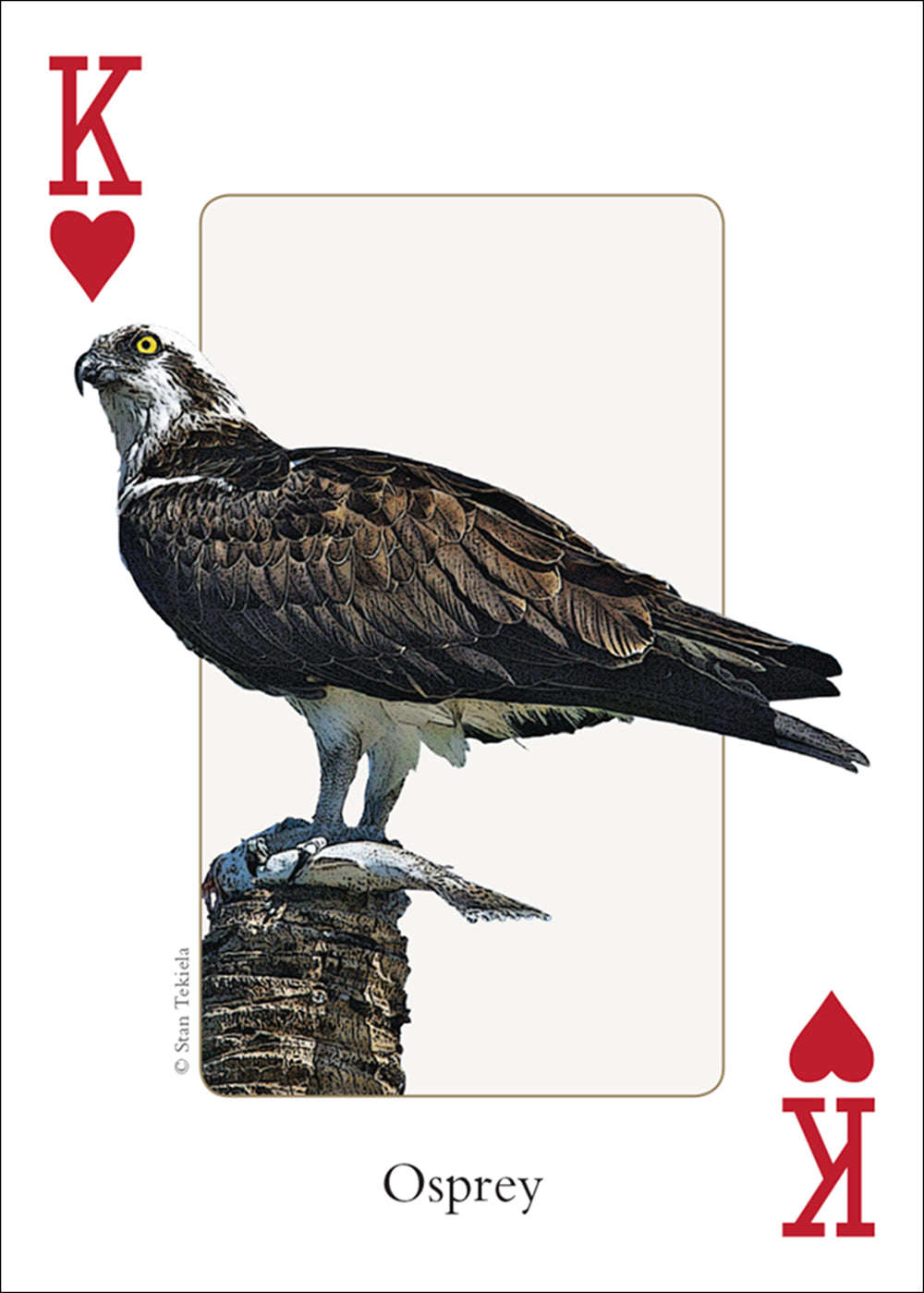 PlayingCardDecks.com-Southeast Birds Playing Cards