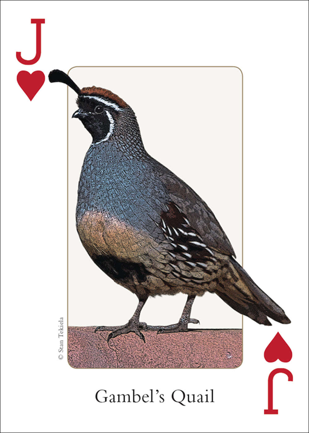 PlayingCardDecks.com-Southwest Birds Playing Cards