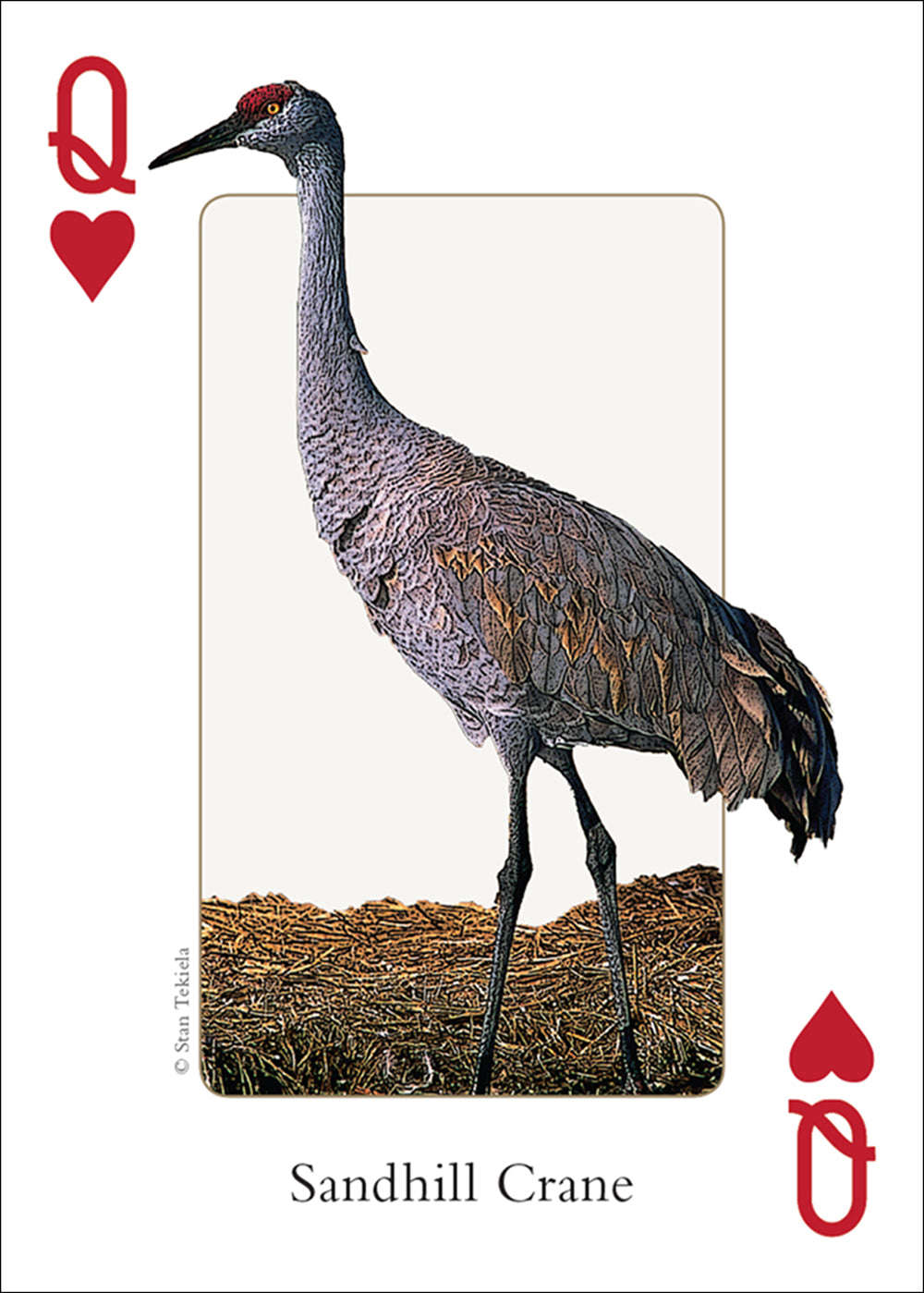PlayingCardDecks.com-Southwest Birds Playing Cards